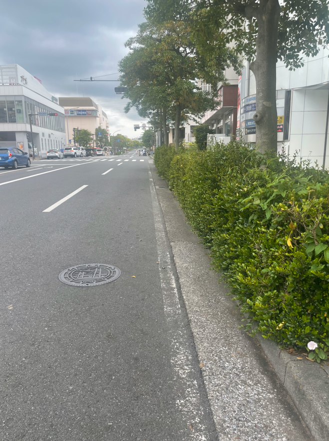 大量の落ち葉