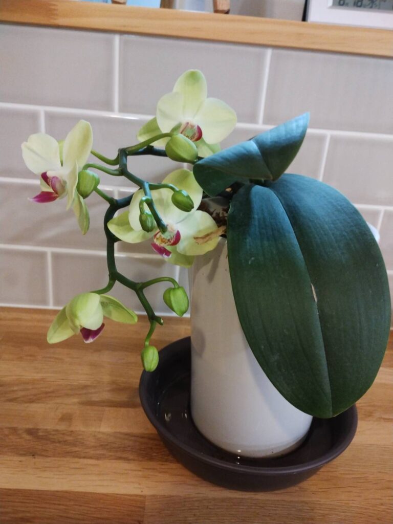 蘭の花