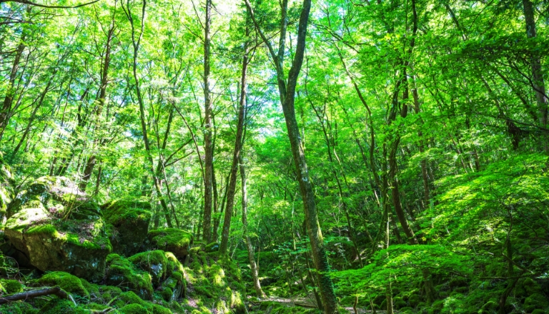 植物の力で室内空気を浄化