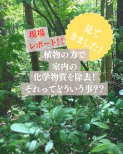 抗酸化