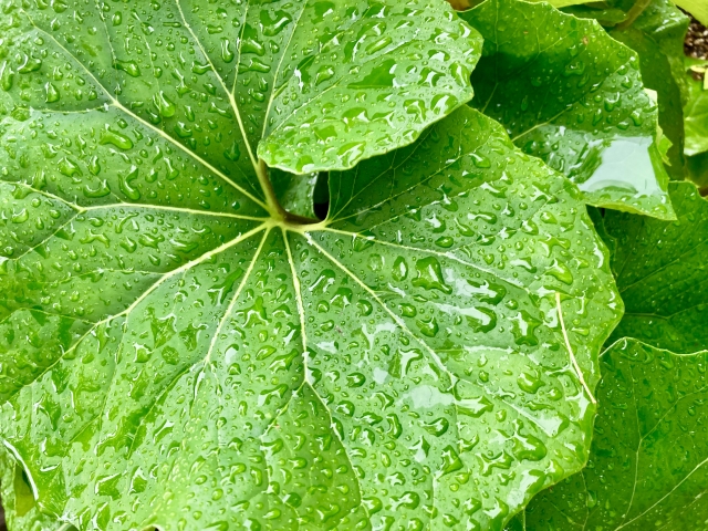雨