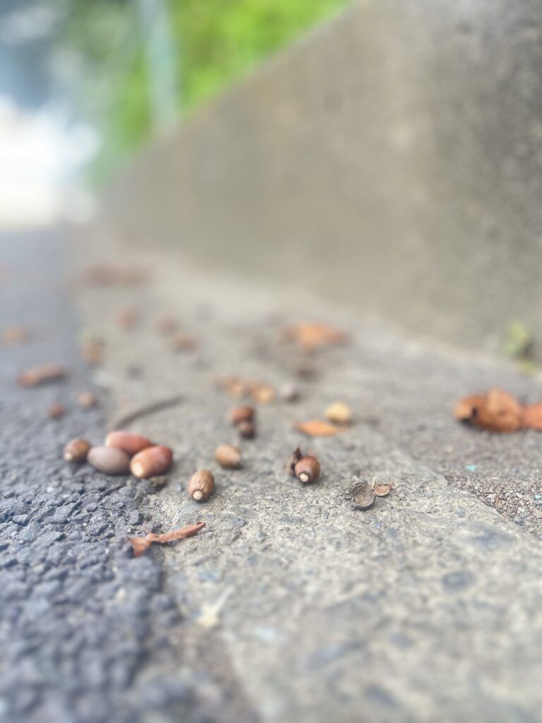朝清掃
