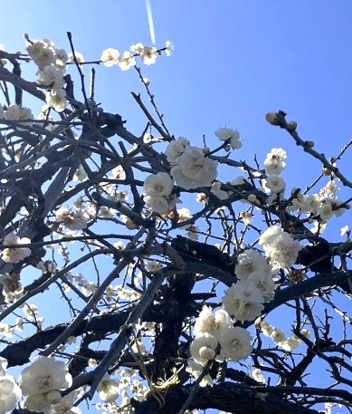 現場クリーンデーと、しだれ梅の季節