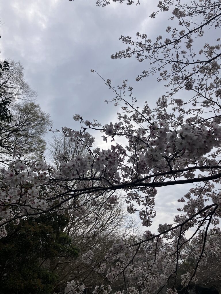 現場の近くに桜が咲く