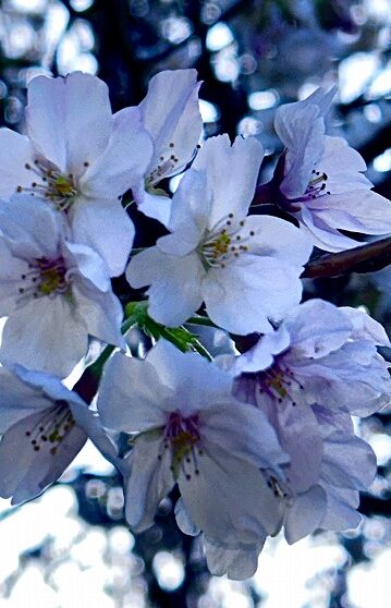 桜 　落ち葉　つくし