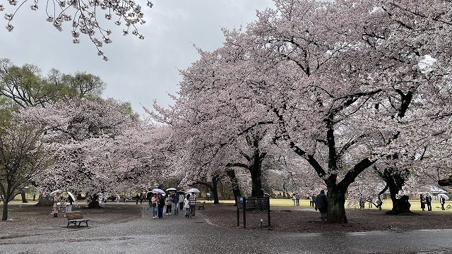 桜チラシの雨風