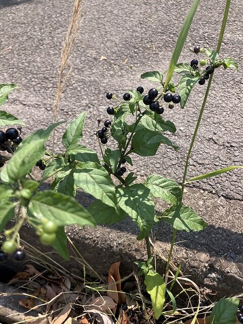 道路わきの草
