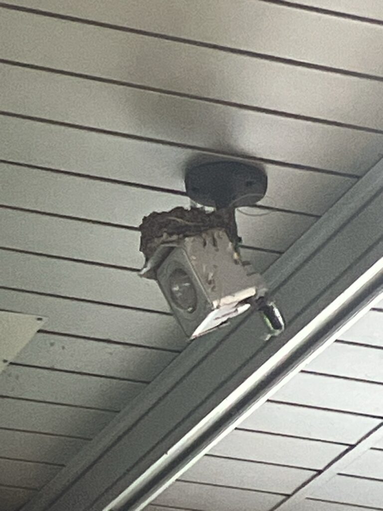 巣立ち
