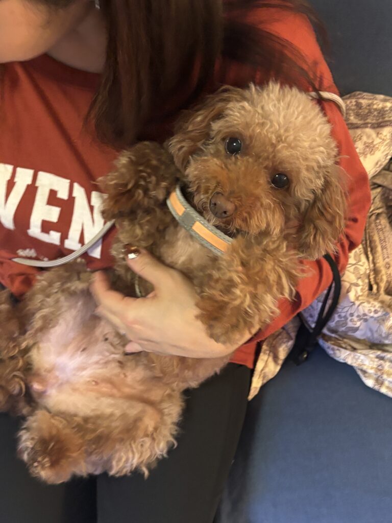床のリフォーム　犬の為の