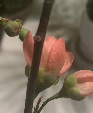 ボケの花に