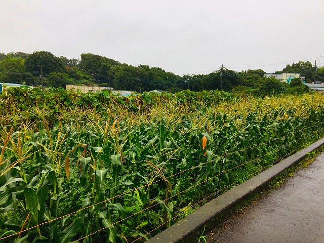 上棟おめでとうございます！