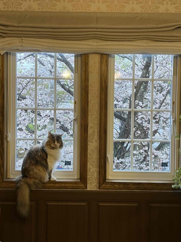 満開の桜