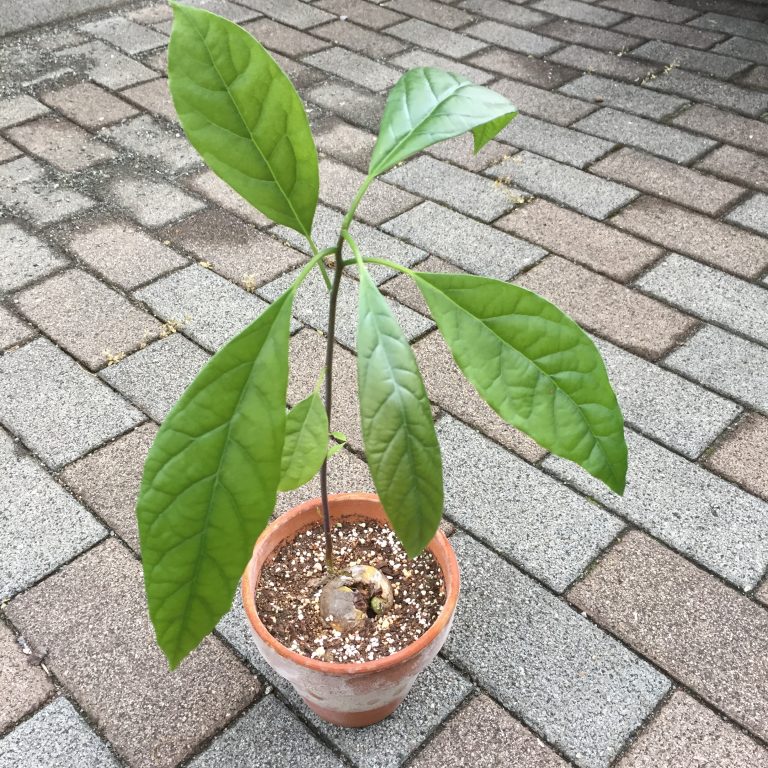 健康やさいの芽