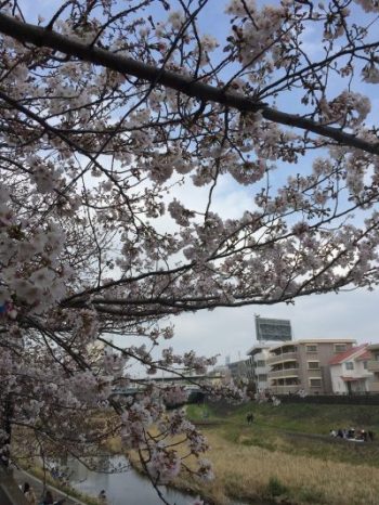 戸塚にて桜咲く