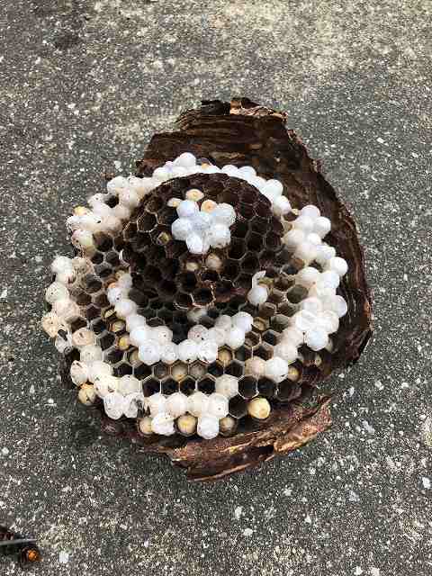 蜂